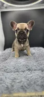 Reba, a female French Bulldog for sale in Vidalia, GA – 2 of 4