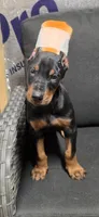Brute, a male Doberman Pinscher for sale in Vidalia, GA – 1 of 3
