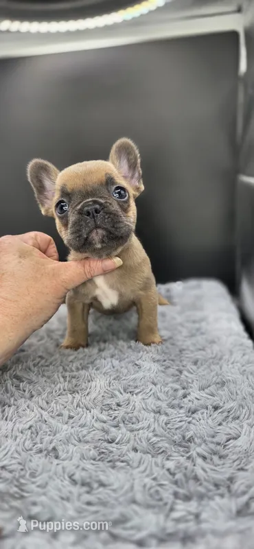 Rhyman – French Bulldog puppy for sale in Vidalia, GA