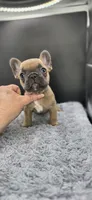 Rhyman, a female French Bulldog for sale in Vidalia, GA – 1 of 4