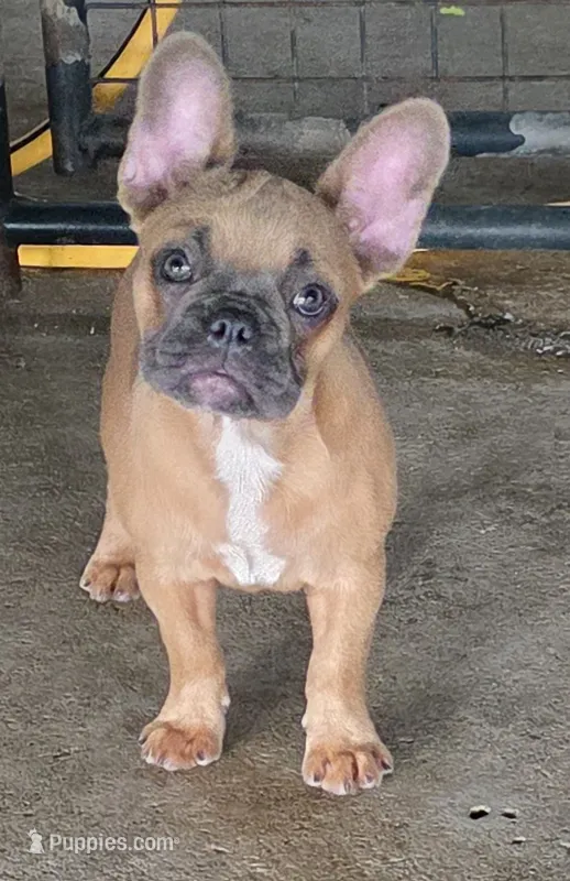 Rhyman – French Bulldog puppy for sale in Vidalia, GA