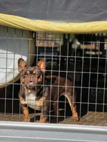 Swisher sweet, a male French Bulldog for sale in Vidalia, GA – Photo 3 of 3