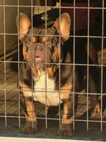 Swisher sweet, a male French Bulldog for sale in Vidalia, GA – Photo 2 of 3