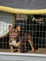 Swisher sweet, a male French Bulldog for sale in Vidalia, GA – Photo 1 of 3