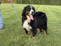 Nikki, a female Bernese Mountain Dog for sale in Parnell, IA – 4 of 7