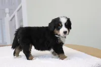 processed/31a55beb-6fd8-47da-a113-b4a09673e6b2/listing/2be9760c-2245-4fbd-8688-97b6b72a8f72/52f80394-565a-4bf3-9876-9f539e12e43d