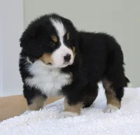 processed/31a55beb-6fd8-47da-a113-b4a09673e6b2/listing/5506f739-e37d-4b41-9eb6-5b7b1e08d72e/458e7cb3-5d97-4f42-9446-f49dd0e87275