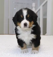 processed/31a55beb-6fd8-47da-a113-b4a09673e6b2/listing/5506f739-e37d-4b41-9eb6-5b7b1e08d72e/998c7f0f-9603-4e00-bbe9-8ce2cbb4f697