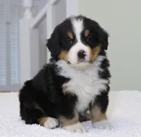 processed/31a55beb-6fd8-47da-a113-b4a09673e6b2/listing/5506f739-e37d-4b41-9eb6-5b7b1e08d72e/e7030ab3-3a4d-4f30-ad60-efdc02dc7ed6