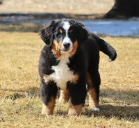 Nellie, a female Bernese Mountain Dog for sale in Wellman, IA – Photo 5 of 9