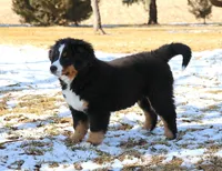 Nellie, a female Bernese Mountain Dog for sale in Wellman, IA – Photo 2 of 9