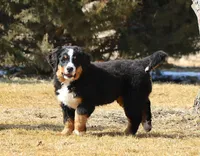Nellie, a female Bernese Mountain Dog for sale in Wellman, IA – Photo 6 of 9