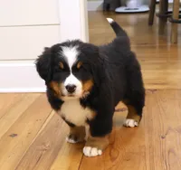 processed/31a55beb-6fd8-47da-a113-b4a09673e6b2/listing/809f8bb9-d8e4-4976-b5c7-e678d54ef756/2131963c-cde0-45ab-9c5e-87b42c1074bb