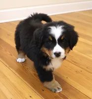 processed/31a55beb-6fd8-47da-a113-b4a09673e6b2/listing/809f8bb9-d8e4-4976-b5c7-e678d54ef756/27e6ca97-5d9f-4dc8-bc26-6dbd5f3c928f