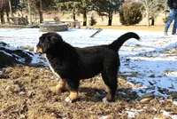Nellie, a female Bernese Mountain Dog for sale in Wellman, IA – Photo 8 of 9