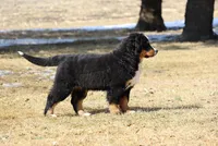 Nellie, a female Bernese Mountain Dog for sale in Wellman, IA – Photo 3 of 9