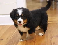 processed/31a55beb-6fd8-47da-a113-b4a09673e6b2/listing/809f8bb9-d8e4-4976-b5c7-e678d54ef756/544646e4-add0-4608-beb0-ef293913375e