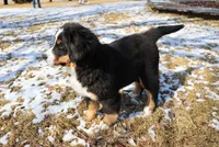 Nellie, a female Bernese Mountain Dog for sale in Wellman, IA – Photo 7 of 9