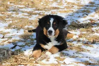 Nellie, a female Bernese Mountain Dog for sale in Wellman, IA – Photo 9 of 9