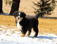 Nellie, a female Bernese Mountain Dog for sale in Wellman, IA – Photo 1 of 9