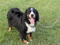 Nikki, a female Bernese Mountain Dog for sale in Parnell, IA – 1 of 7