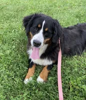 Nikki, a female Bernese Mountain Dog for sale in Parnell, IA – 2 of 7