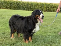 Nikki, a female Bernese Mountain Dog for sale in Parnell, IA – 5 of 7