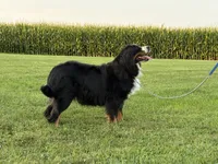 Nikki, a female Bernese Mountain Dog for sale in Parnell, IA – 3 of 7