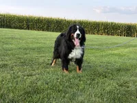 Nikki, a female Bernese Mountain Dog for sale in Parnell, IA – 7 of 7