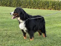 Nikki, a female Bernese Mountain Dog for sale in Parnell, IA – 6 of 7