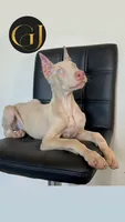 Casper, a male Doberman Pinscher for sale in Palmdale, CA – 2 of 2