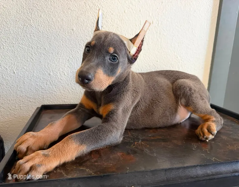 Sky – Doberman Pinscher puppy for sale in Palmdale, CA
