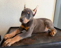 Sky, a female Doberman Pinscher for sale in Palmdale, CA – 1 of 3