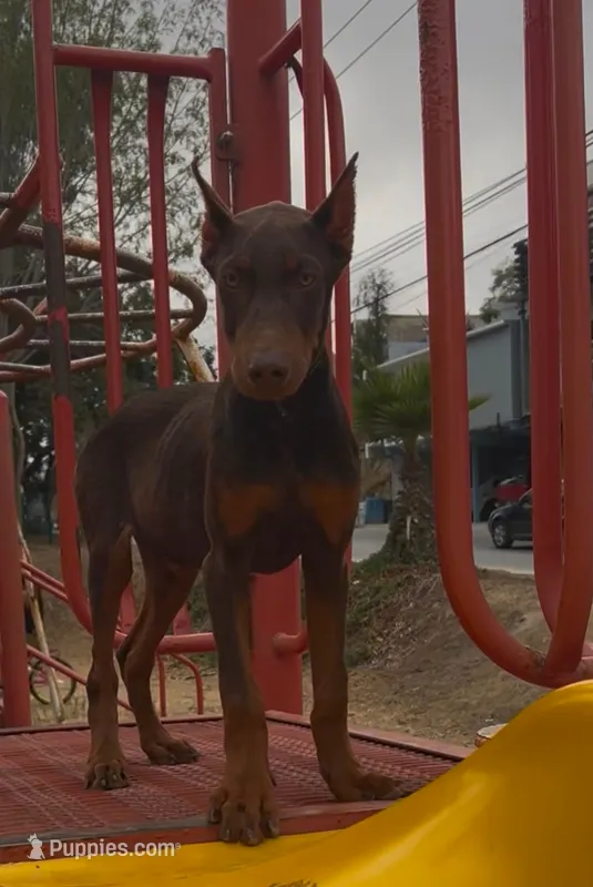Max – Doberman Pinscher puppy for sale in Palmdale, CA