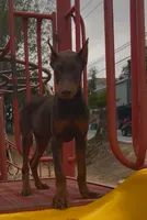 Max, a male Doberman Pinscher for sale in Palmdale, CA – 1 of 2