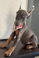 Sky, a female Doberman Pinscher for sale in Palmdale, CA – 2 of 3