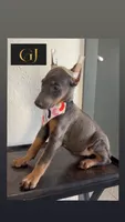 Azul, a female Doberman Pinscher for sale in Palmdale, CA – 1 of 2