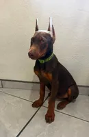 Max, a male Doberman Pinscher for sale in Palmdale, CA – 2 of 2