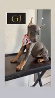 Azul, a female Doberman Pinscher for sale in Palmdale, CA – 2 of 2
