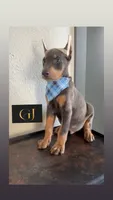 Shaggy , a male Doberman Pinscher for sale in Palmdale, CA – 2 of 2