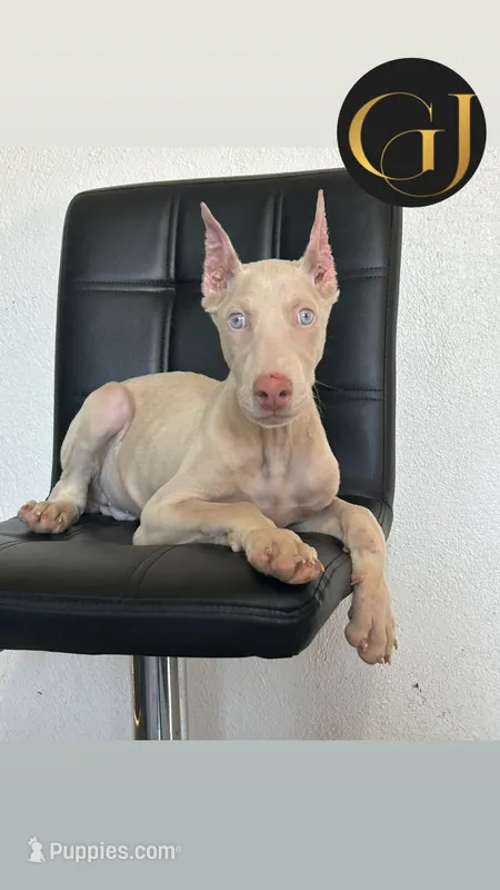 Casper – Doberman Pinscher puppy for sale in Palmdale, CA