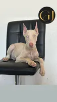 Casper, a male Doberman Pinscher for sale in Palmdale, CA – 1 of 2