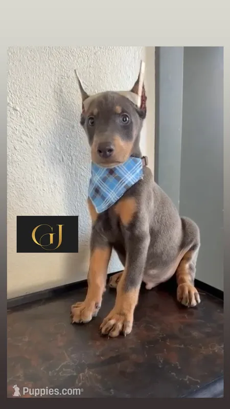 Shaggy  – Doberman Pinscher puppy for sale in Palmdale, CA