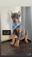 Shaggy , a male Doberman Pinscher for sale in Palmdale, CA – 1 of 2