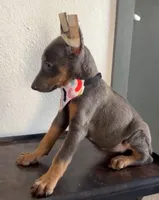 Sky, a female Doberman Pinscher for sale in Palmdale, CA – 3 of 3