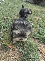 Princess 2, a female Morkie for sale in Winnsboro, TX – 2 of 2