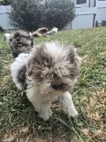 Mad Max, a male Morkie for sale in Winnsboro, TX – 3 of 3