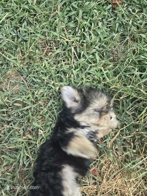 Princess 2 – Morkie puppy for sale in Winnsboro, TX
