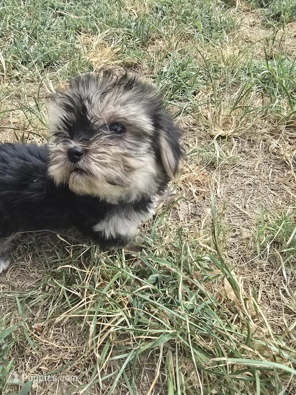 Princess 1 – Morkie puppy for sale in Winnsboro, TX