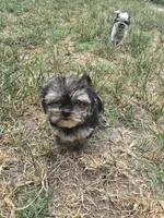 Princess 1, a female Morkie for sale in Winnsboro, TX – 2 of 2